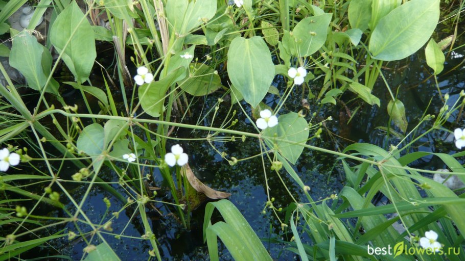 Частуха Юзепчука