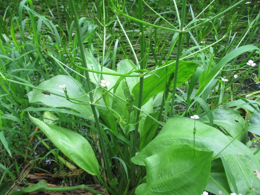 Частуха Валенберга