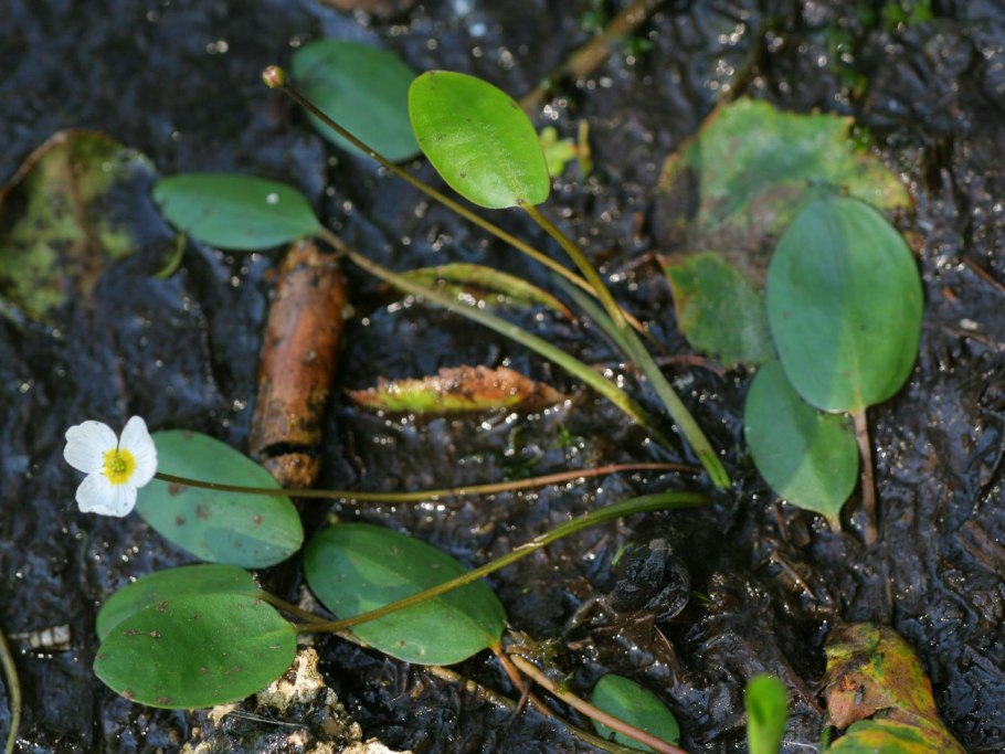 Частуха ланцетная alisma lanceolatum