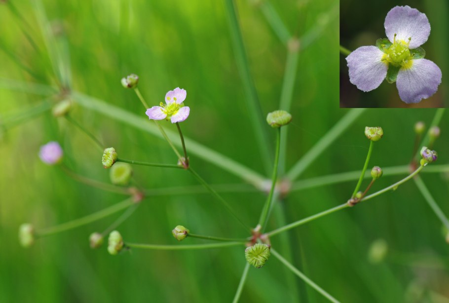 Частуха Болотная Сусак
