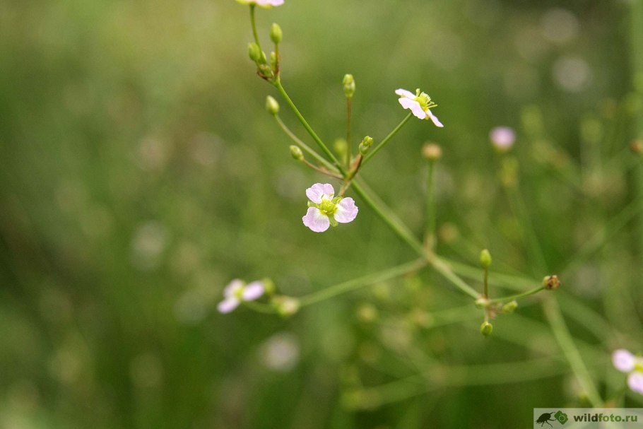 Частуха Валенберга