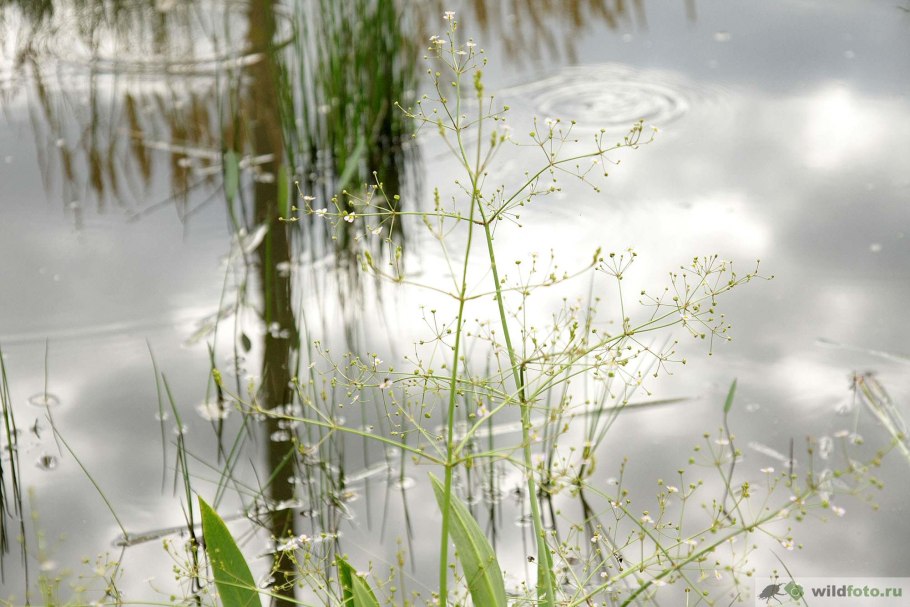 Частуха Валенберга