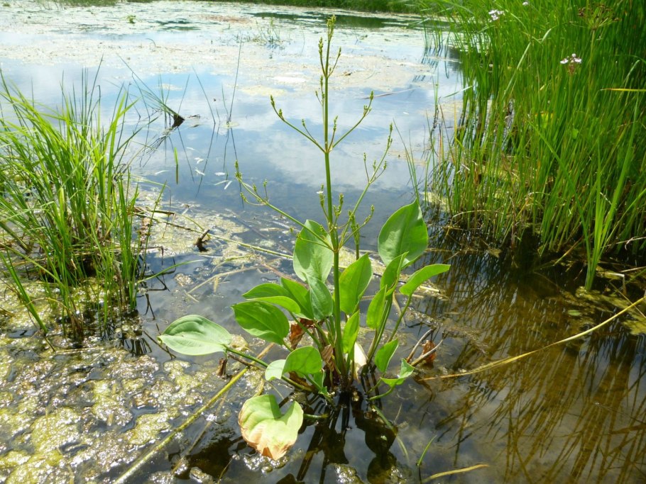 Частуха подорожниковая