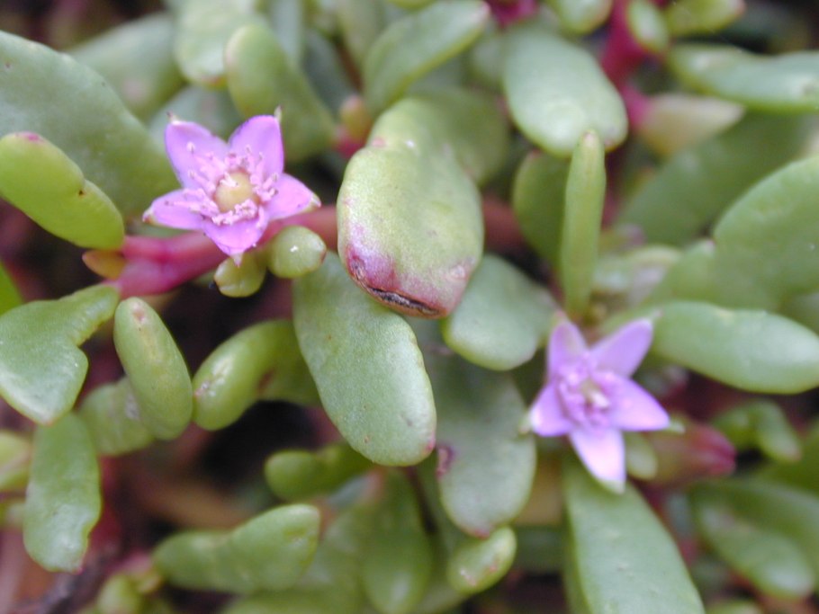 Сезувиум портулаковидный (Sesuvium portulacastrum)