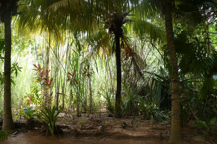 Непентес (кувшиночник) Nepenthes