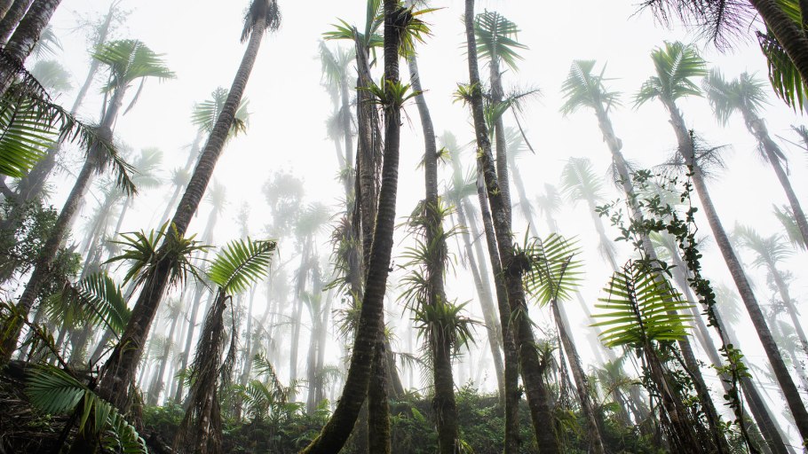Пеперомия с длинными листьями