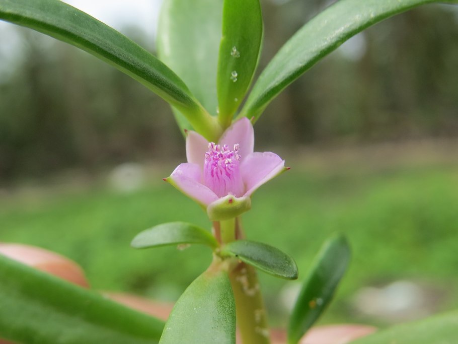 Сезувиум портулаковидный (Sesuvium portulacastrum)