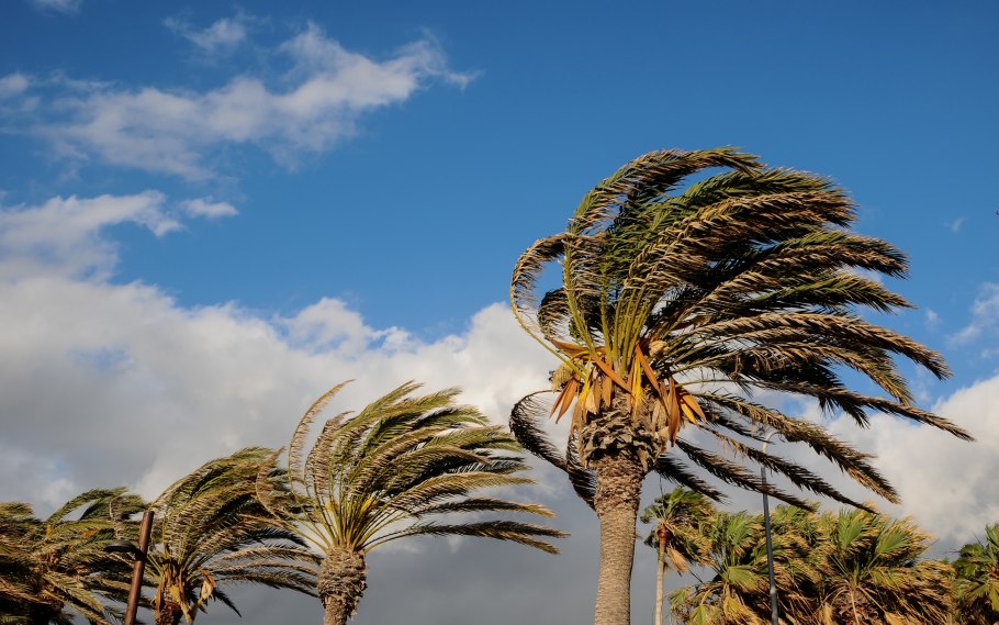 Пальм мар тенерифе