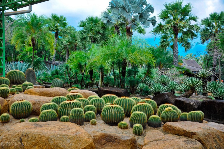 Финиковая Пальма меджул