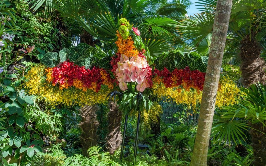 Персиковая Пальма