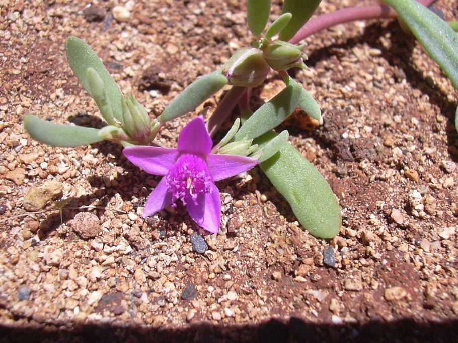 Эпифиты Южной Америки