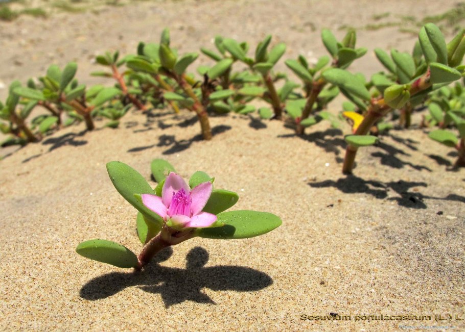 Сезувиум портулаковидный (Sesuvium portulacastrum)
