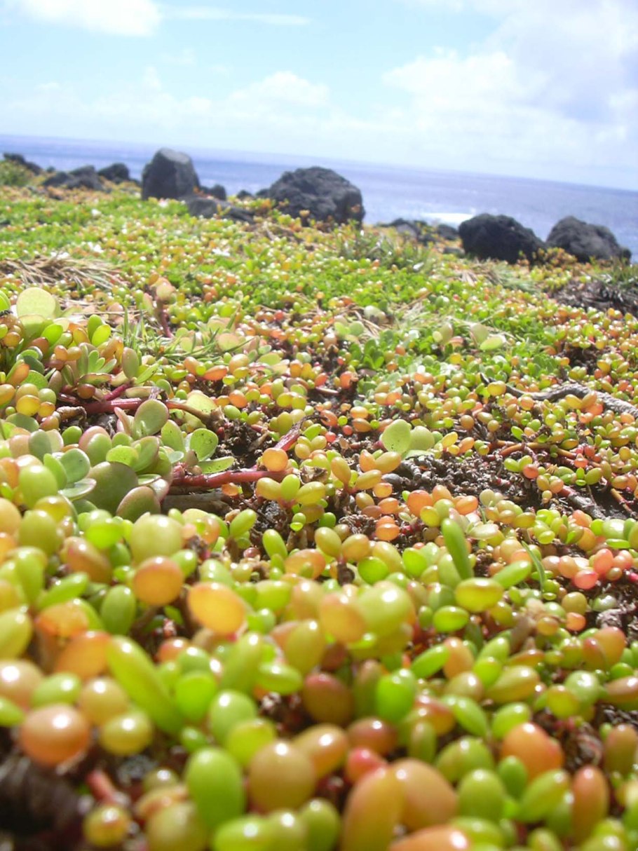 Sesuvium portulacastrum