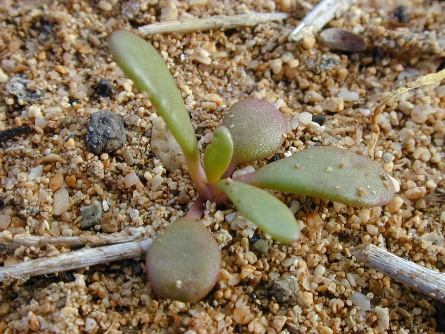 Парк Нонг Нуч парк кактусов