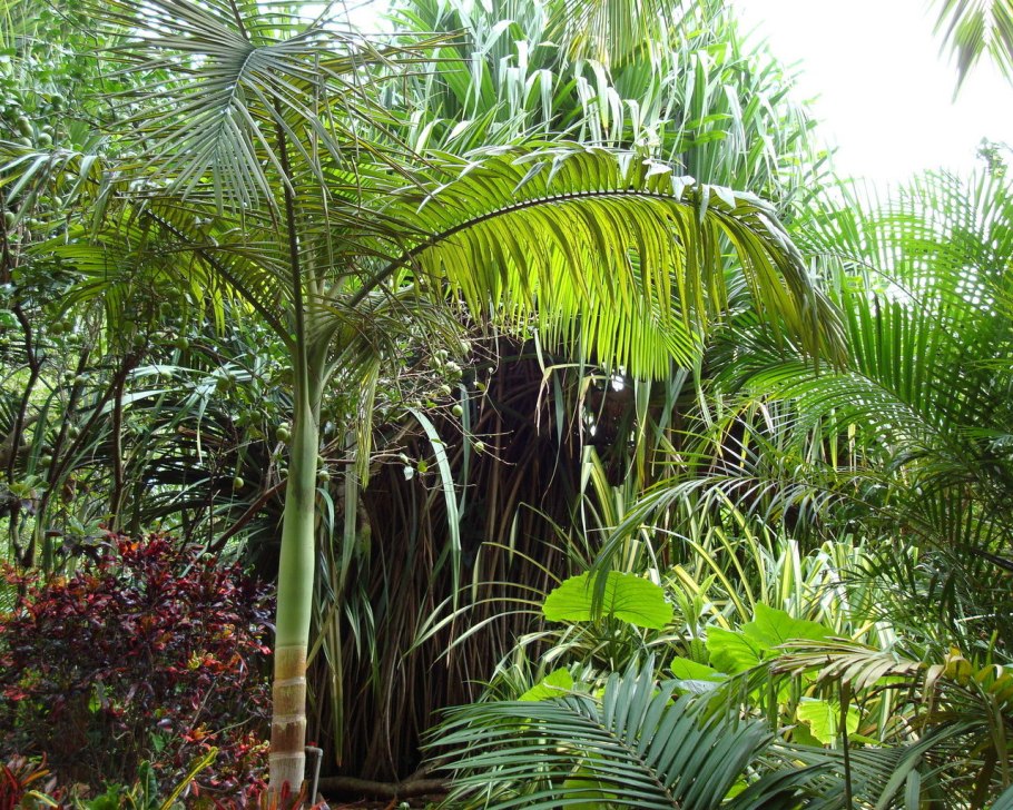 Пальма Коперниция