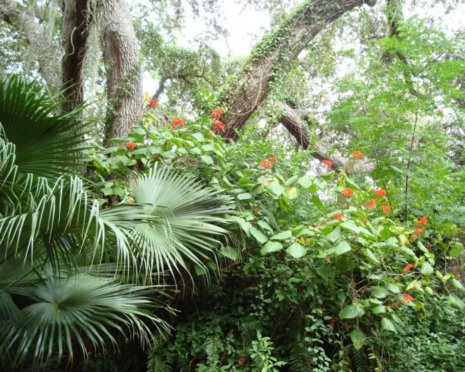 Тропический лес Дейнтри