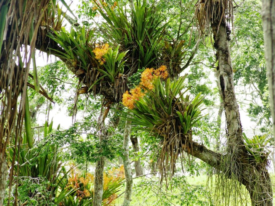 Тропические горы