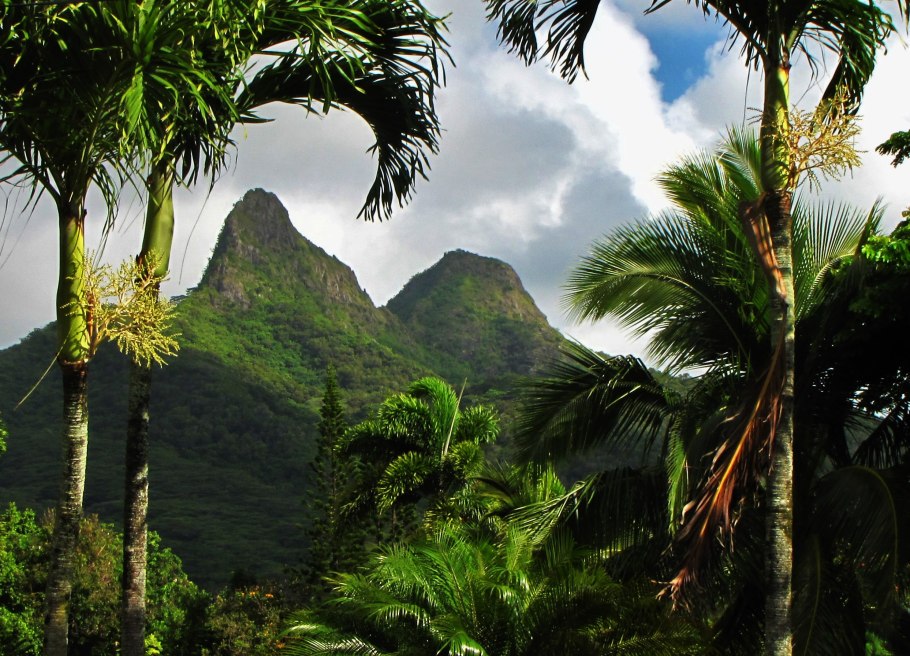 Имбирь цветок