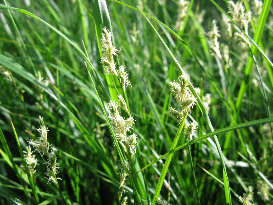 Декоративная Осока с пушистыми шишками