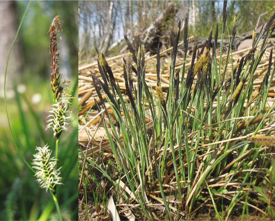Осока Лесная Carex sylvatica