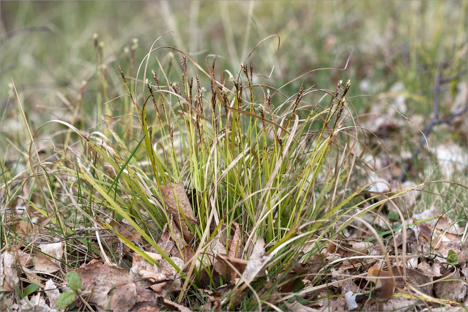Осока Арнелла (Carex arnellii)