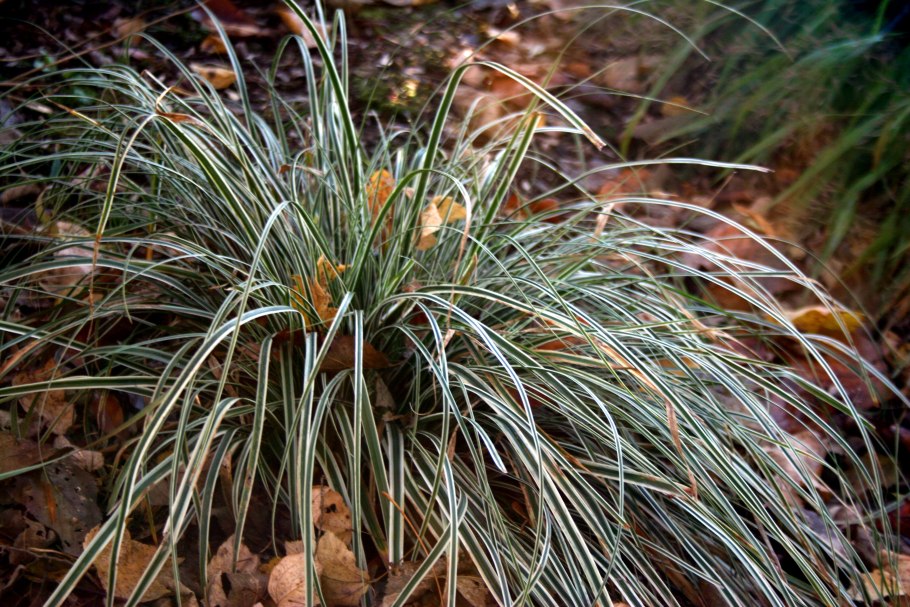 Carex oshimensis