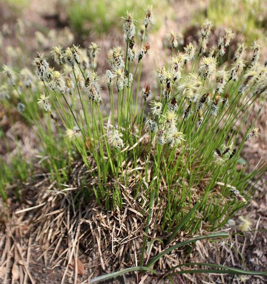 Осока низкая