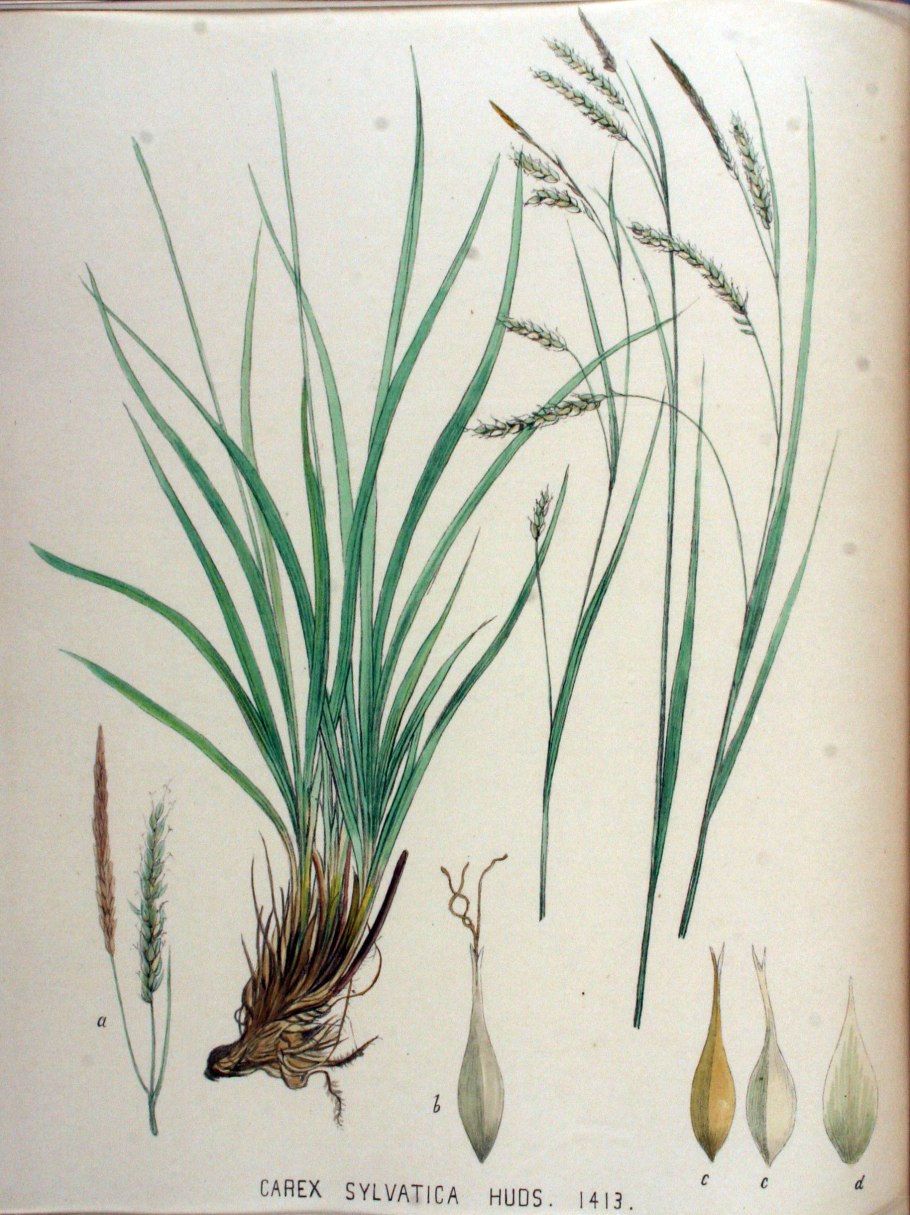 Carex sylvatica