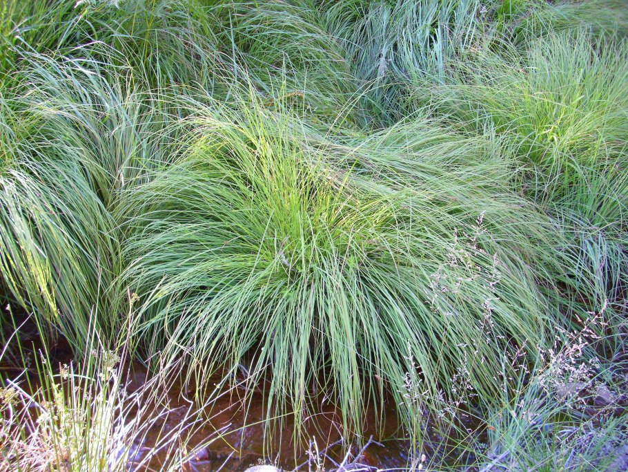 Carex divulsa