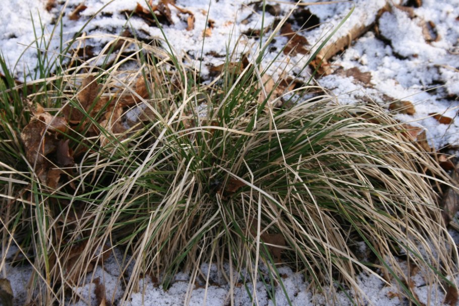 Щучка дернистая deschampsia cespitosa
