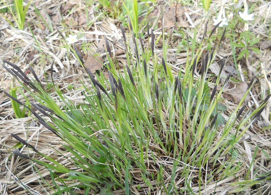 Carex nigra