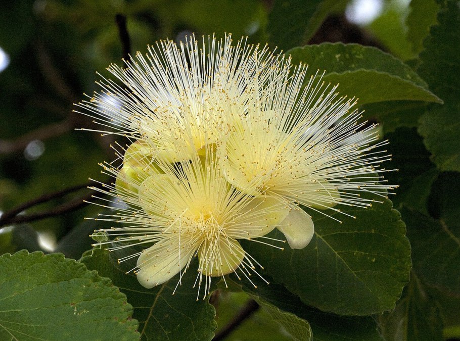 Caryocar Brasiliense