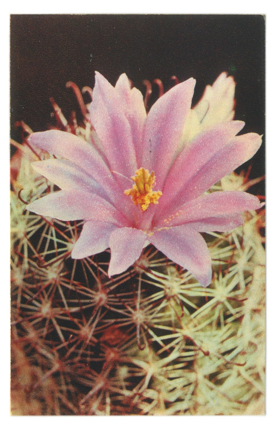 Маммиллярия хернандези