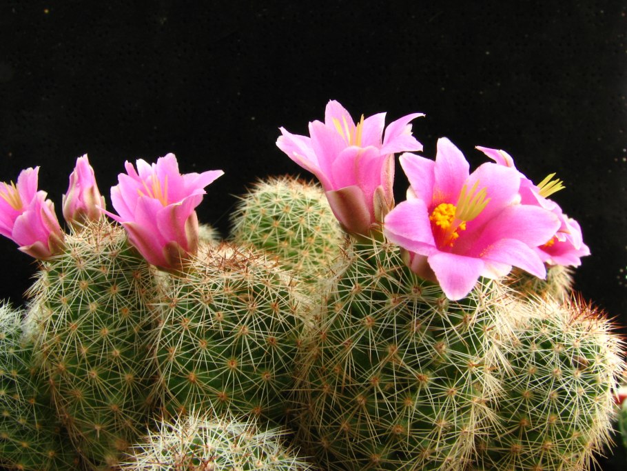 Mammillaria sheldonii