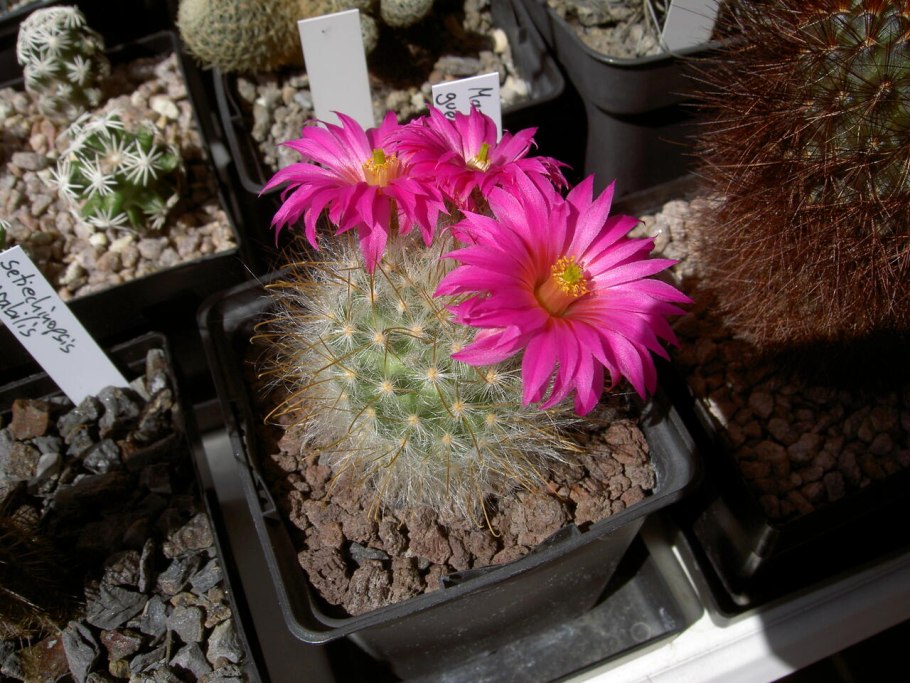 Кактус Маммиллярия элонгата