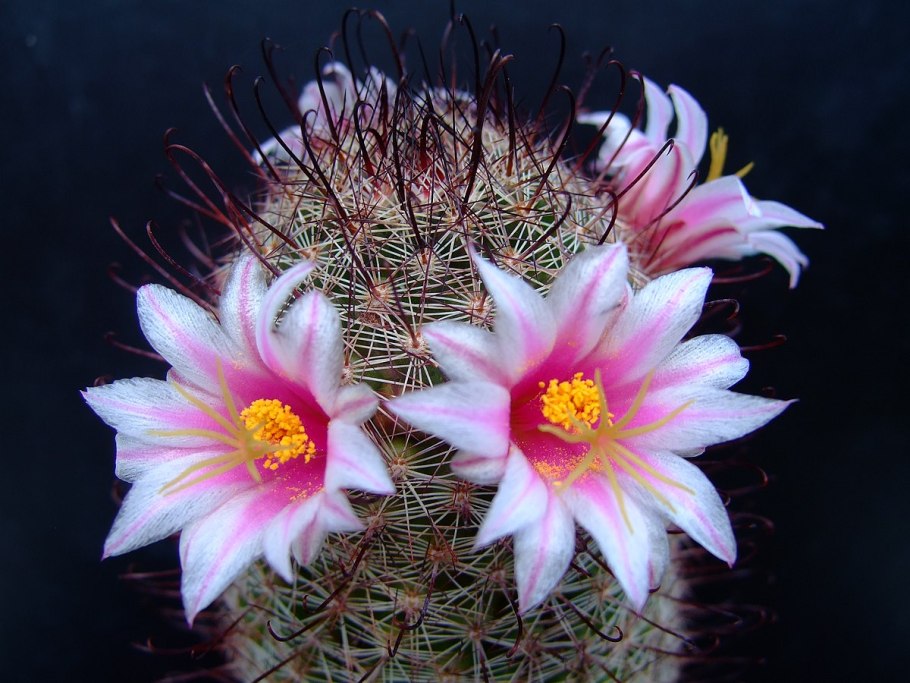 Mammillaria huiguerensis