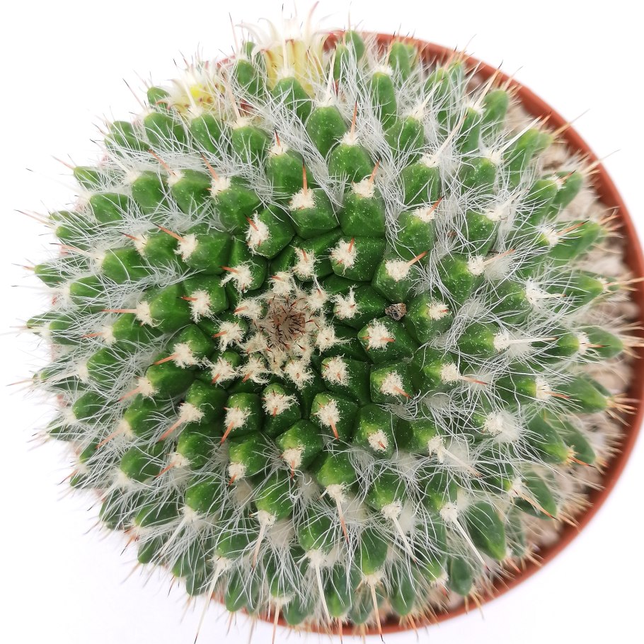 Маммиллярия карвинского