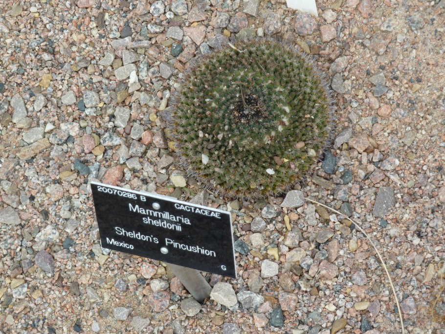 Mammillaria magnimamma