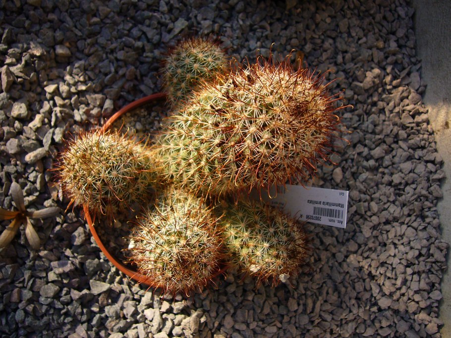 Маммиллярия диоика