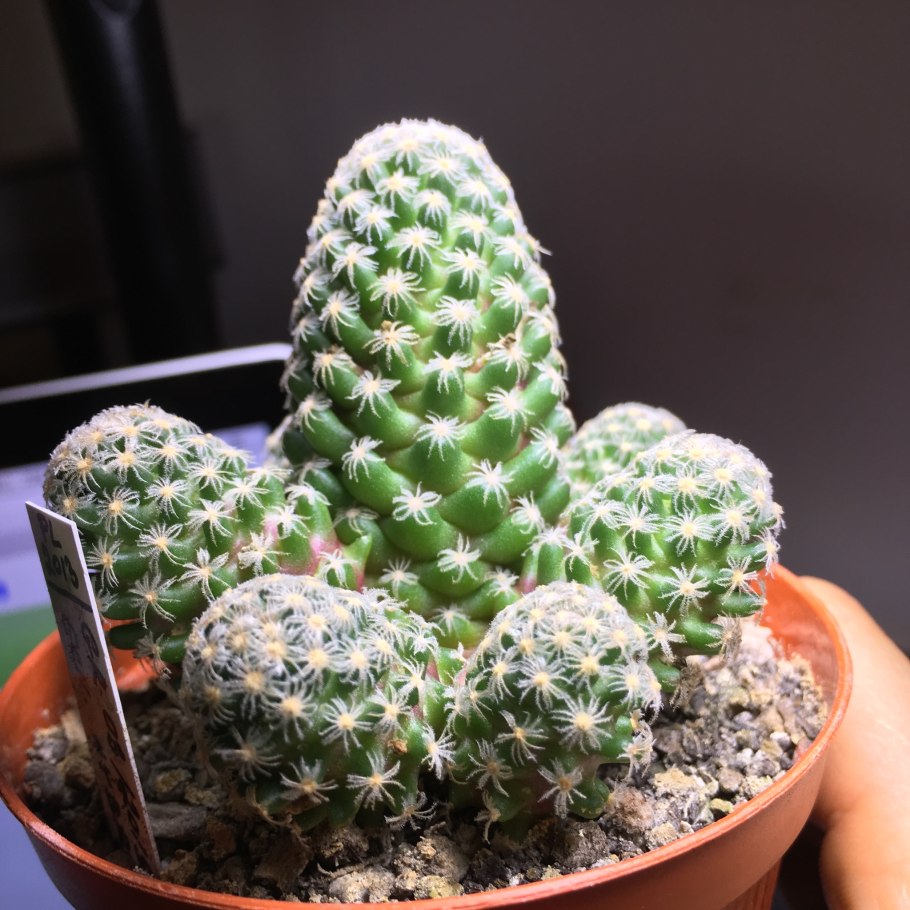 Маммиллярия грацилис