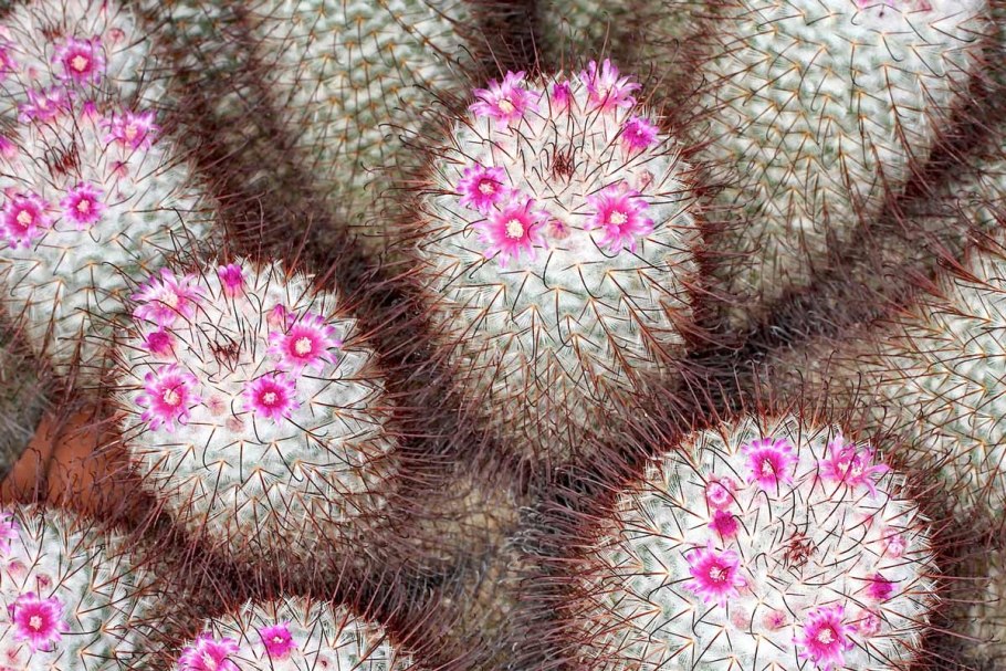 Маммиллярия бомбицина