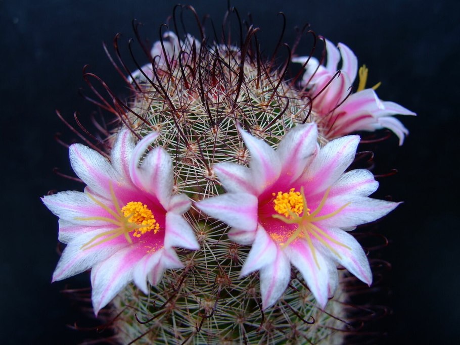 Mammillaria sheldonii