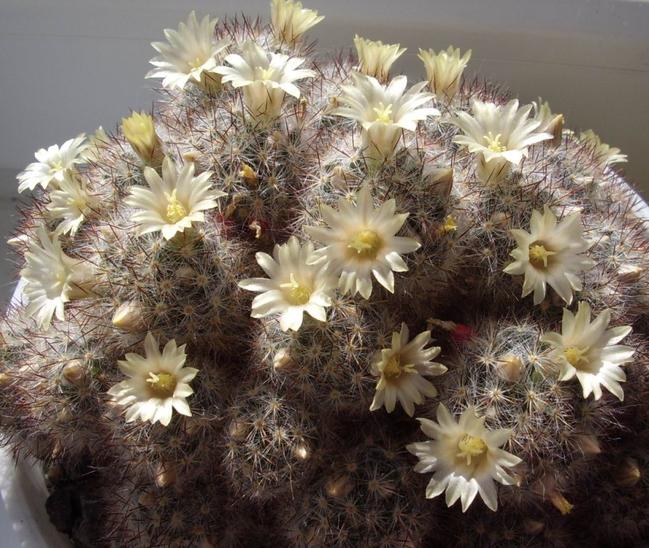 Кактус mammillaria