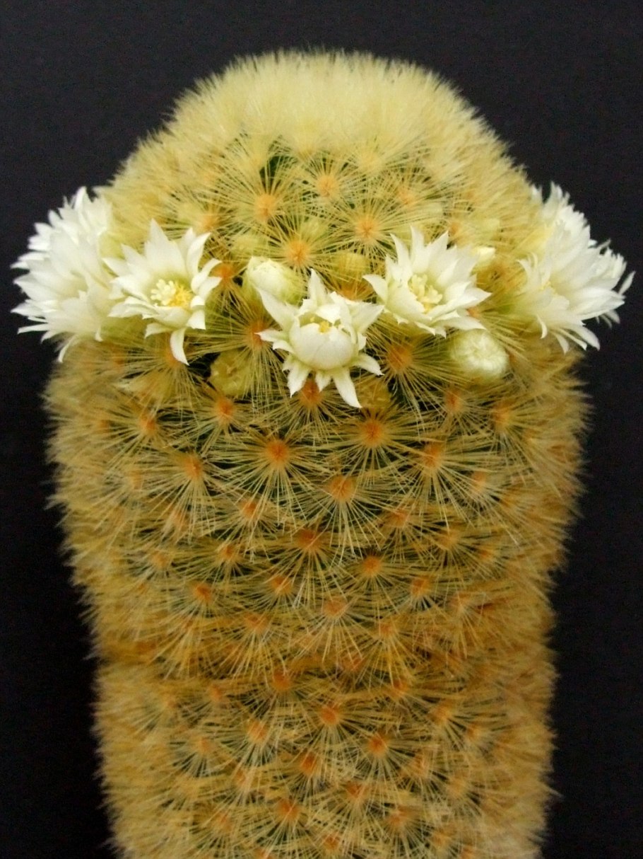 Маммиллярия цельзиана