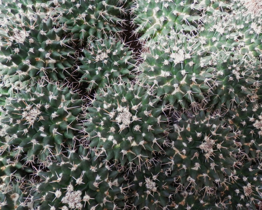 Маммиллярия хернандези Mammillaria hernandezii