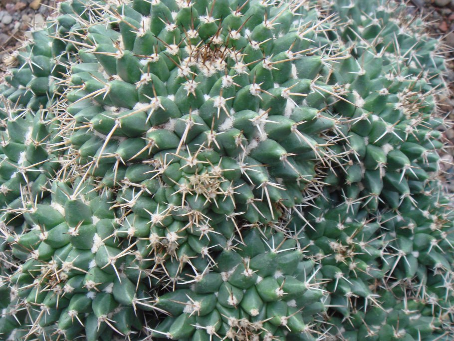 Кактус Маммиллярия surculosa