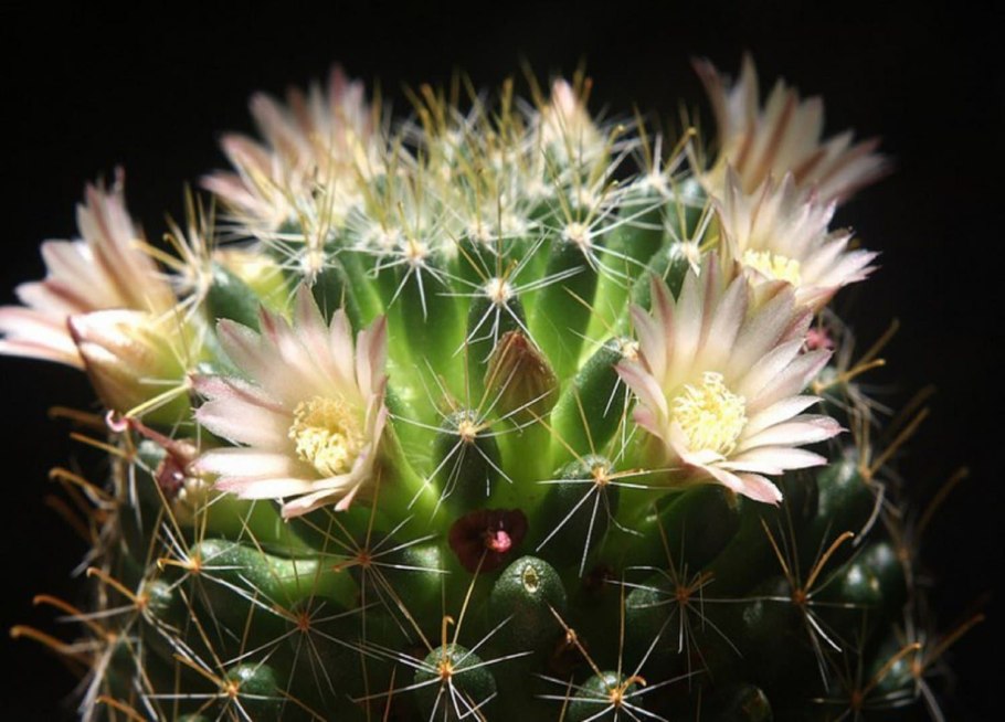 Mammillaria zephyranthoides