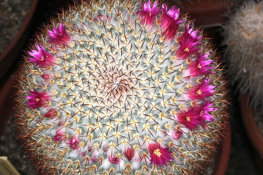 Mammillaria haageana