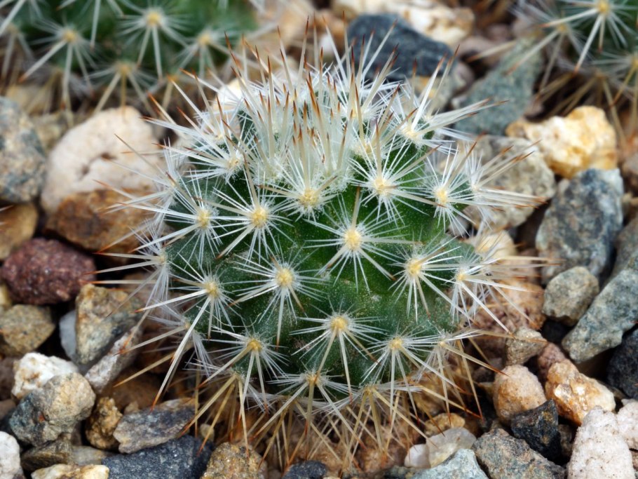 Mammillaria vaupelii