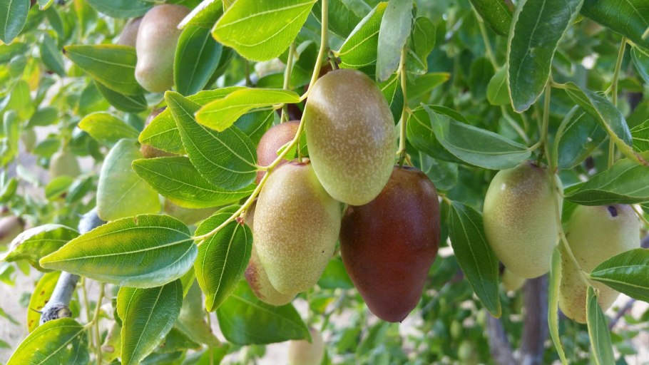 Simmondsia chinensis